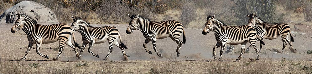 Mountain zebra group